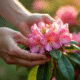 Mains de jardinier prenant un rhododendron en macro